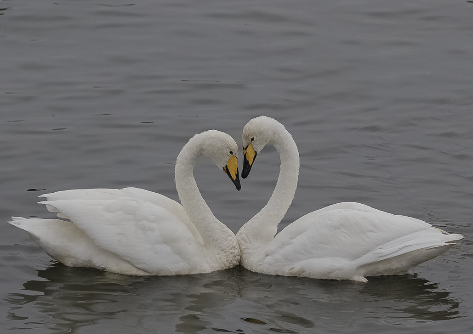 55 whooper swans now at our feeds